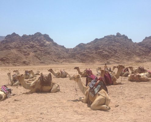 Kamele im Oman